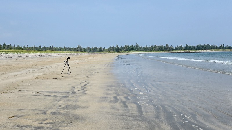 The alternative to the woods